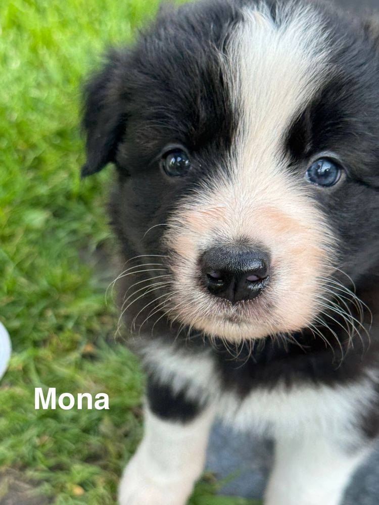 Szczeniaki Border Collie ZKWP FCI Klasyczne Ubarwienie