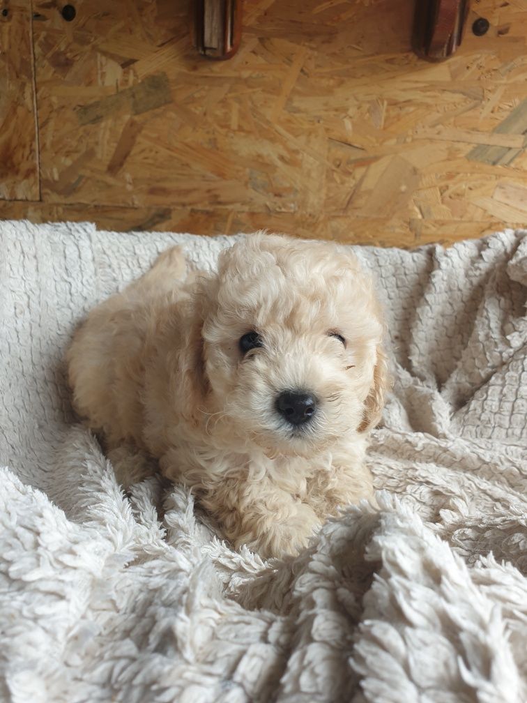 Bichpoo. Poochon. Chłopczyk Prince