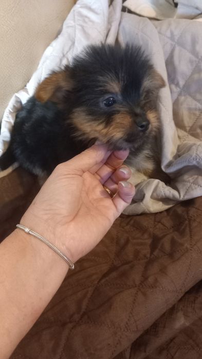 Yorkshire terrier macho pequeno