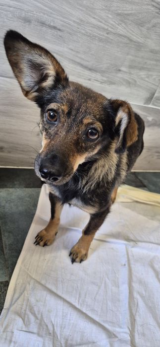 Suczka około 3 lata