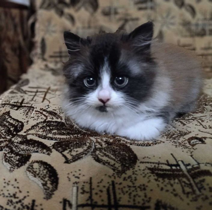 Гарне кошеня. Кицюнчику два місяці , метис. Віддам в добрі руки