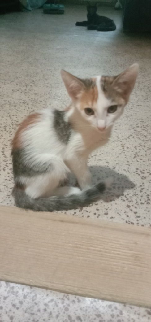 Разные котята. Бесплатно котенок. Кот. Кошка. Даром.