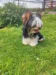 MISTER piękny piesek Yorkshire terrier