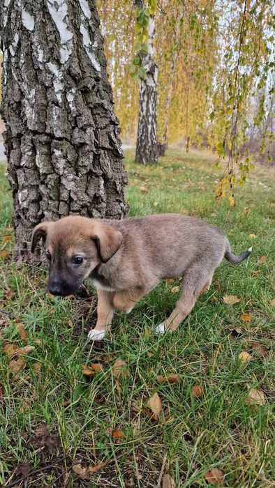 Щеня дівчинка 1.5 місяці, буде середньою