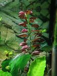 Ludwigia rubin roślina akwariowa