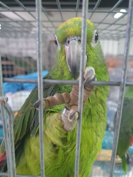 Venda de papagaios amazonas ochrocephala