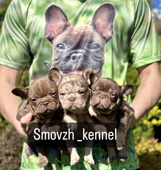 Французький бульдог топ якості