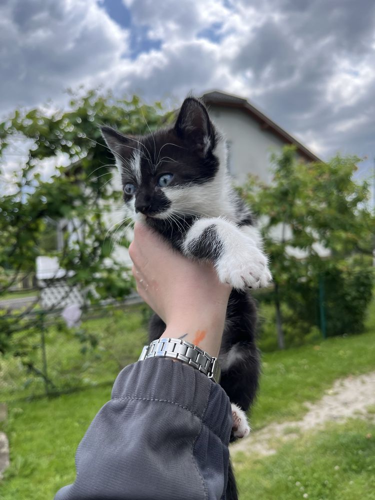 Віддамо кошенят у добрі руки