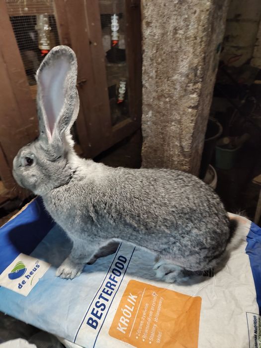 Olbrzym belgijski SZYNSZYLOWY