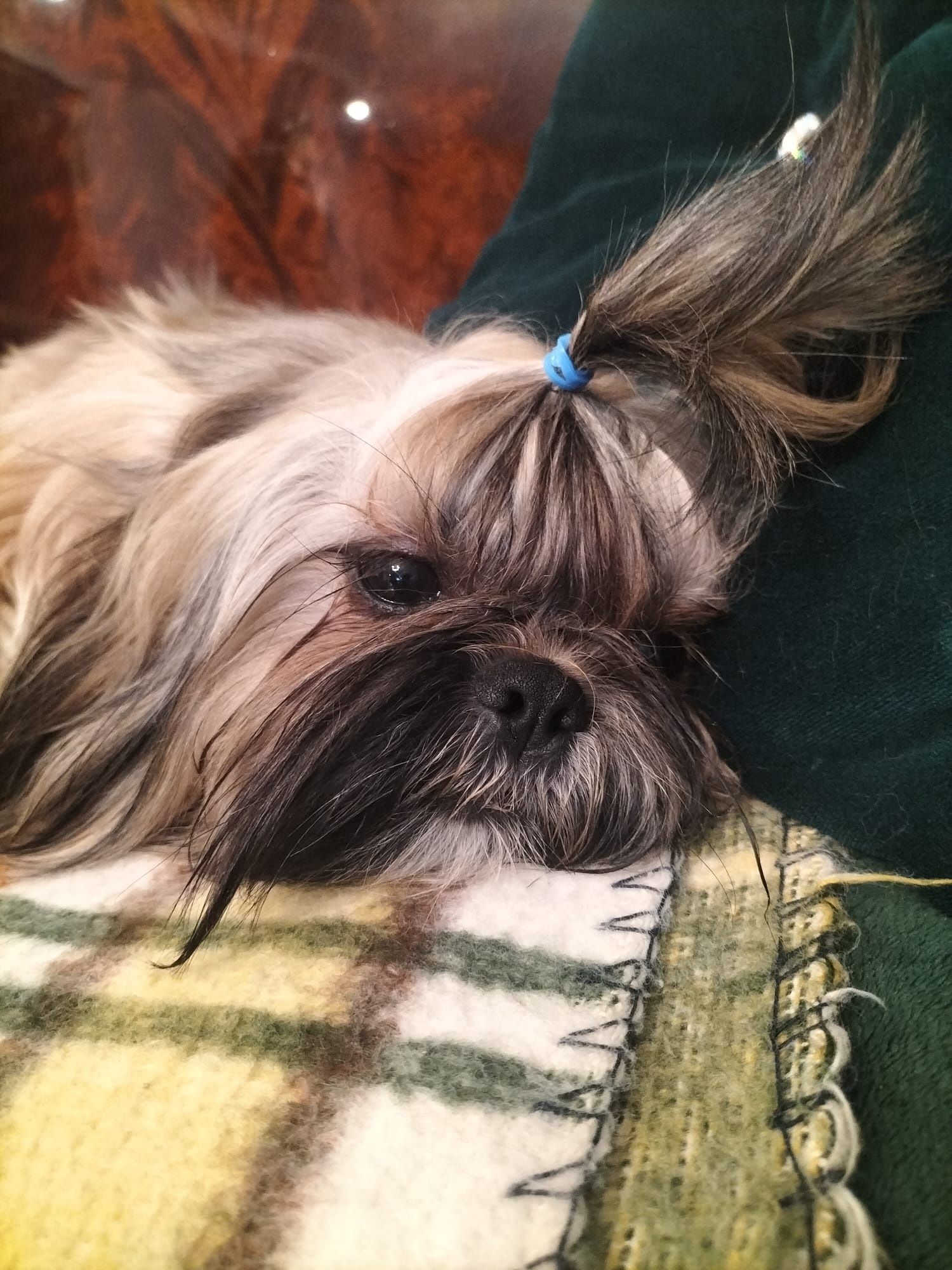 PIesek shih-tzu z  3 szczepieniu. Zdrowy chłopiec