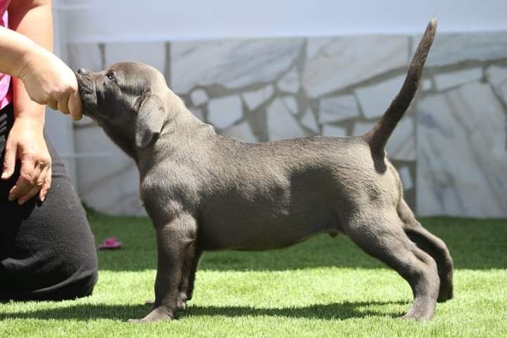 Cane Corso Italiano