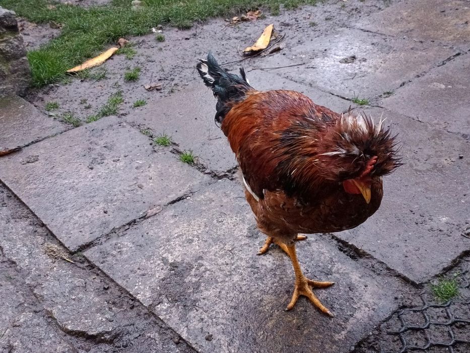 Kogutki czubatki kura zielone jajko