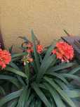 Clivias naturais