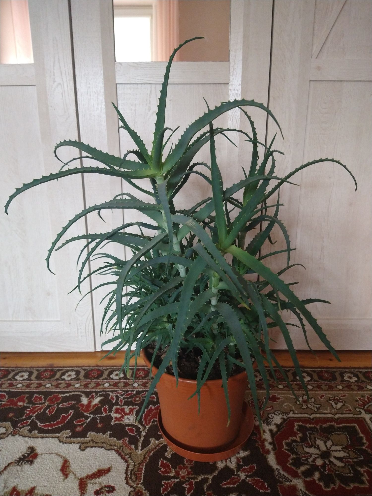 Kwiat aloes wyokość 80 cm