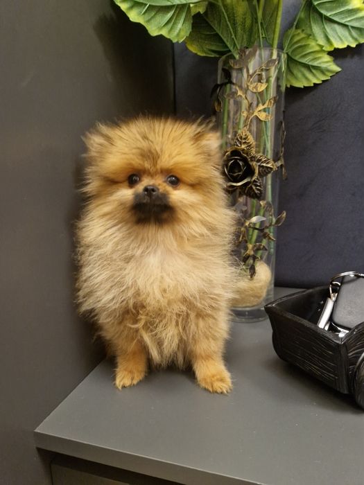 Szpic miniaturowy Pomeranian Boo 2xszczepienia wyprawka I legowisko