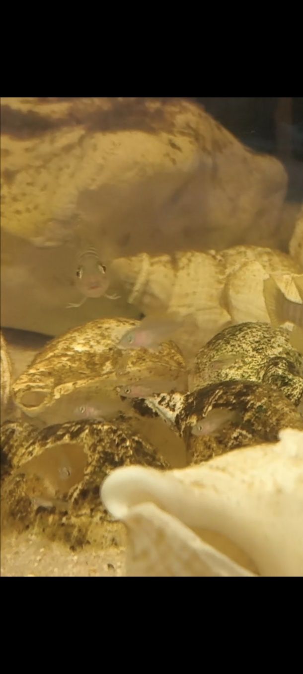 Neolamprologus similis