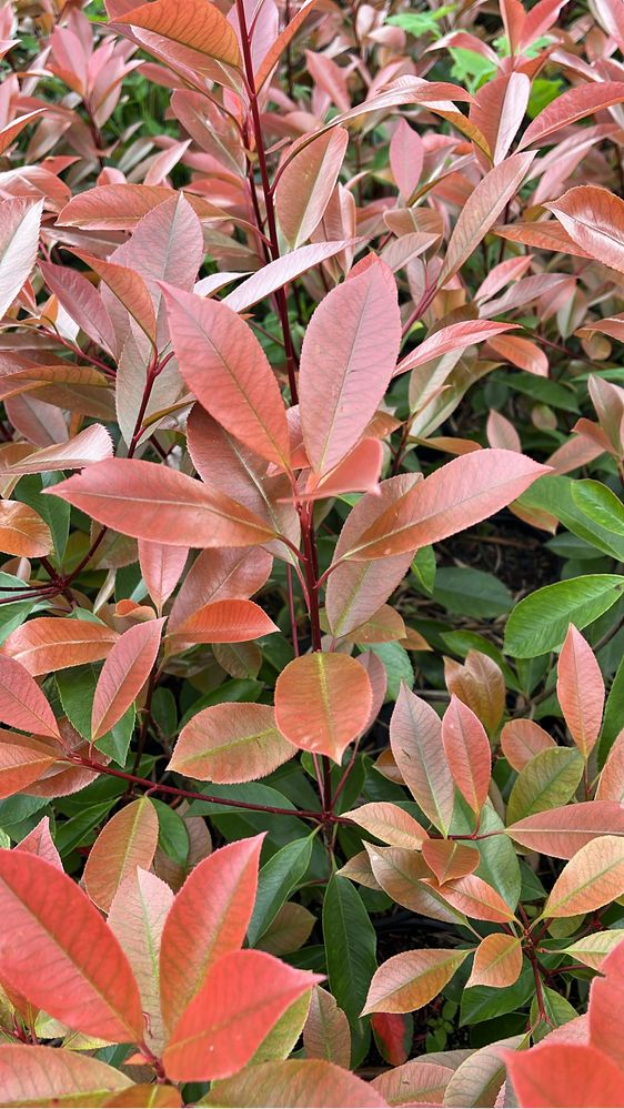 Photinia Red Robin – Cerca Viva Rápida e Resistente