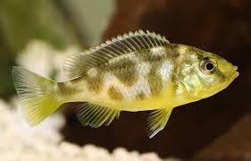 Pyszczak wspaniały venustus Aquafizz Creative