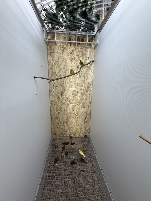 Lote de 20 canarios adultos