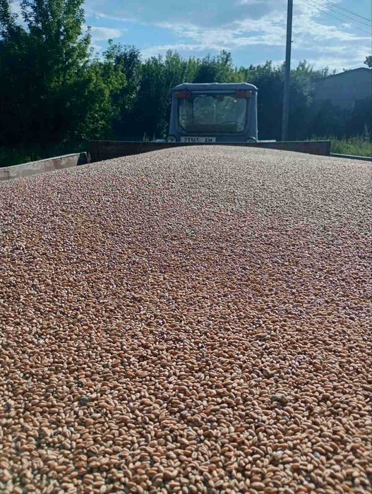 Продам пшеницю врожай 2025р.
