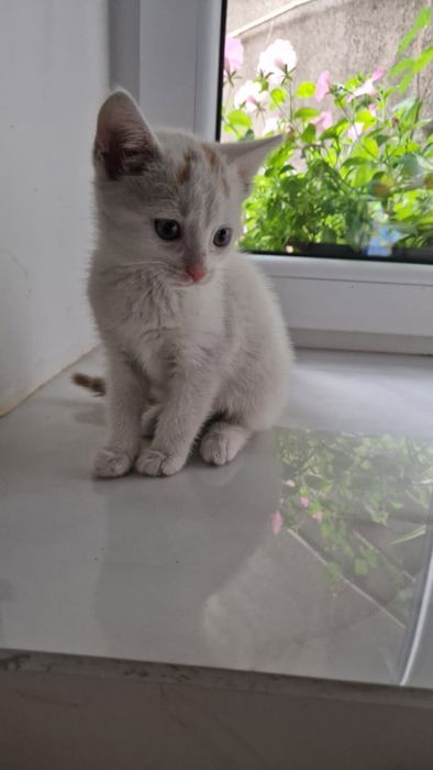 Dwie koteczki do adopcji