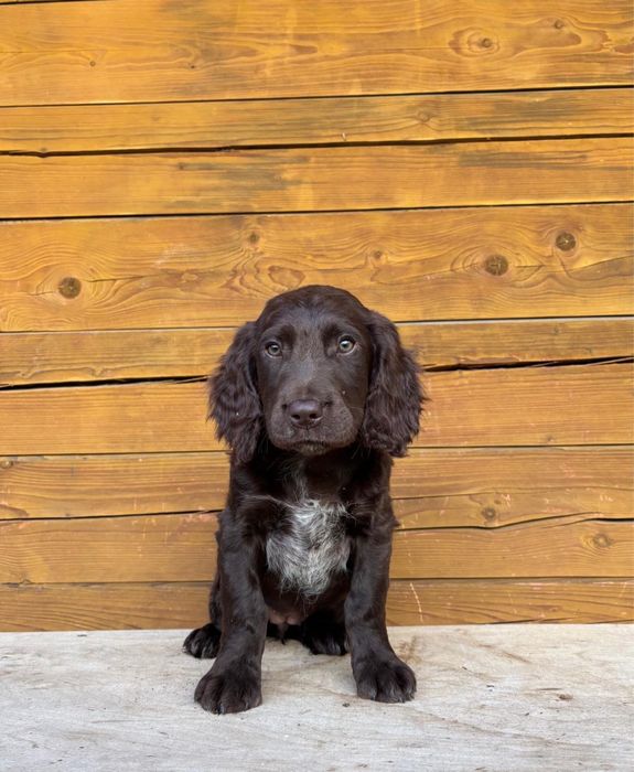 Płochacz niemiecki spaniel wachtelhund