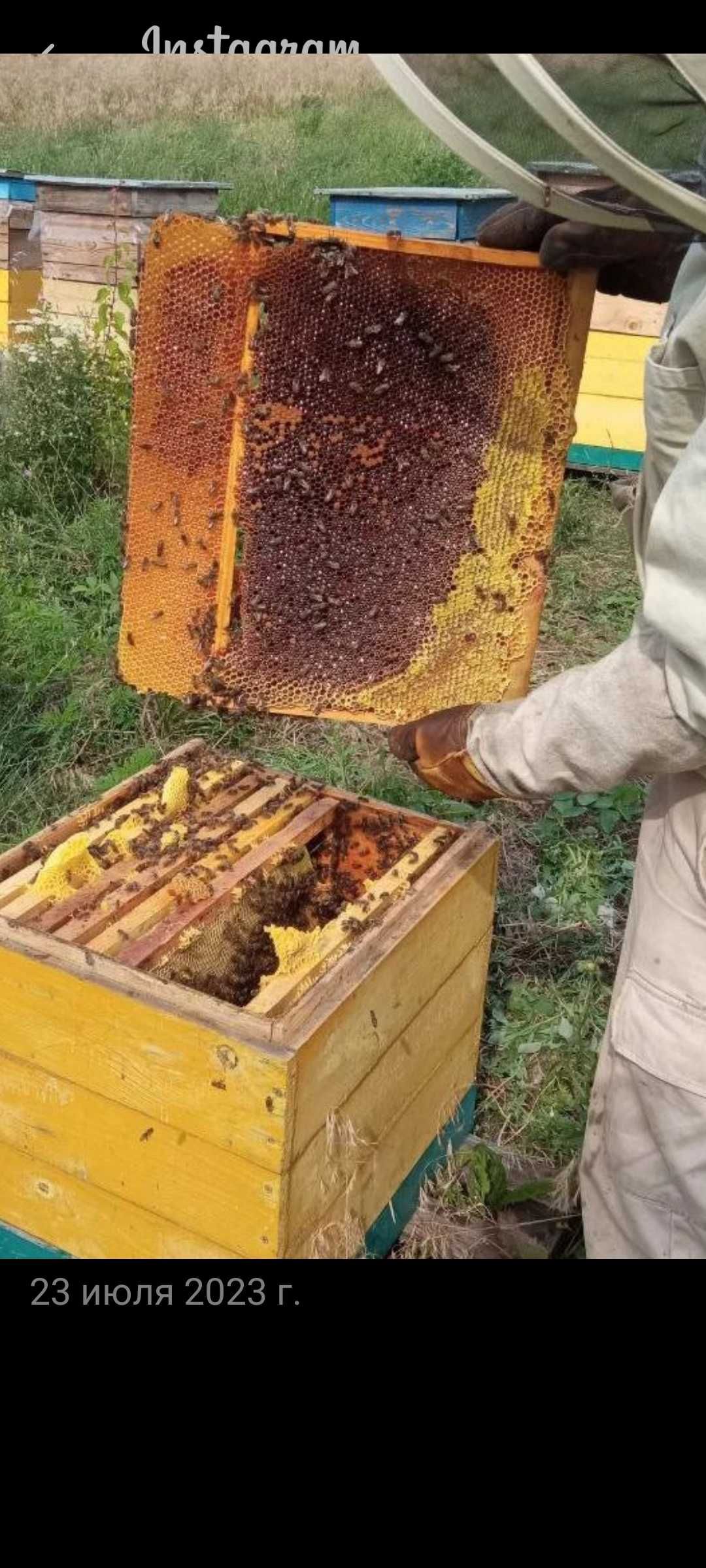 Бджолопакети Пчелопакеты Бжоли Пчёлы ПчелоСемья Вулики.