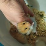 Хомяки джунгарские хомячки домашние купить в Харькове