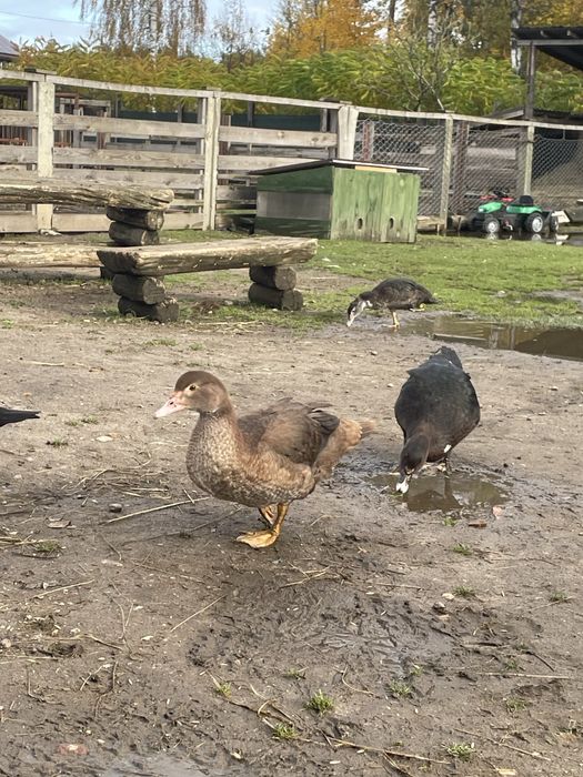 Kaczki pekinki młode