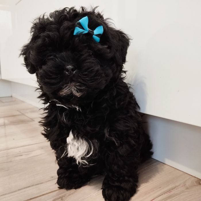 Maltipoo samczyk F1 z Rodowodem