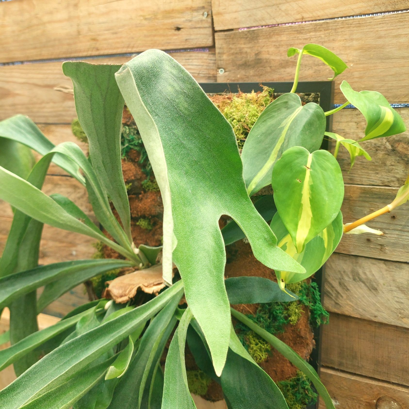Quadro vivo com plantas naturais