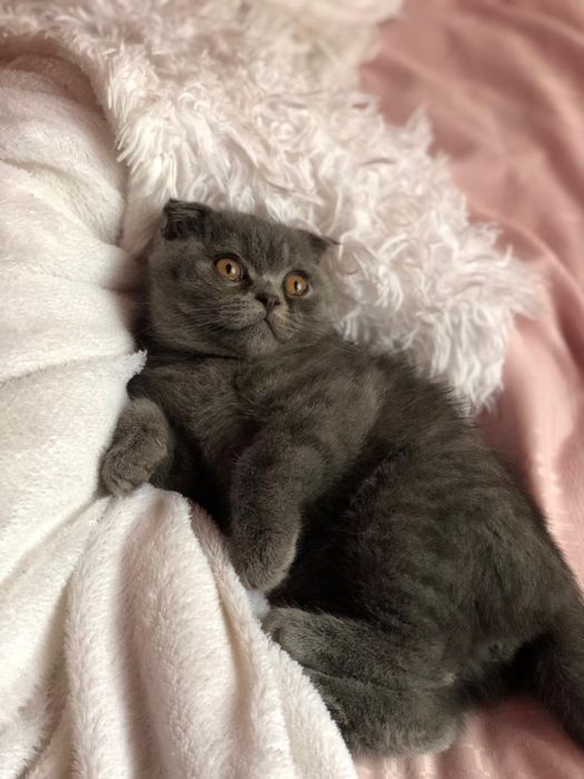 Шотландський висловухий котик