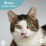Przytulaśny kocur Brono do adopcji!