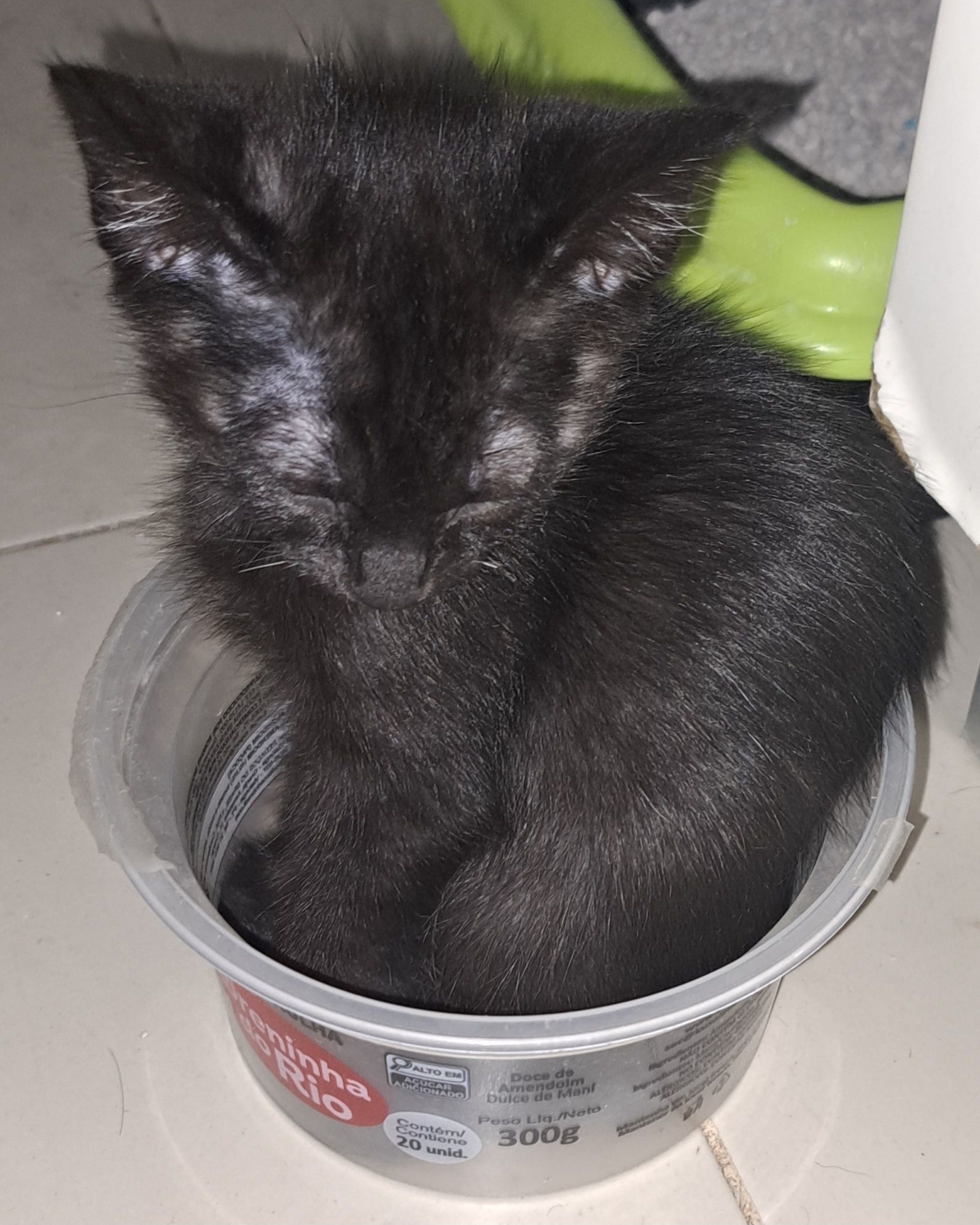 Doação de 2 gatinhas