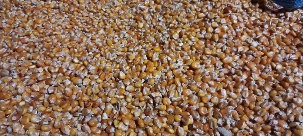 Kukurydza sucha, pszenica , jęczmień.