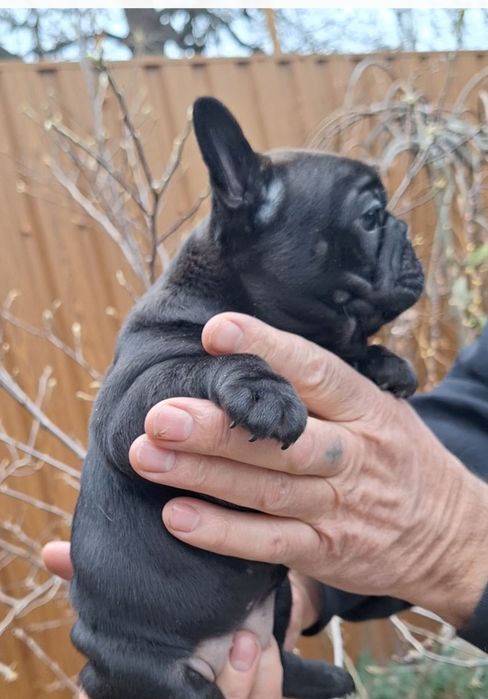 Чарівна дівчинка