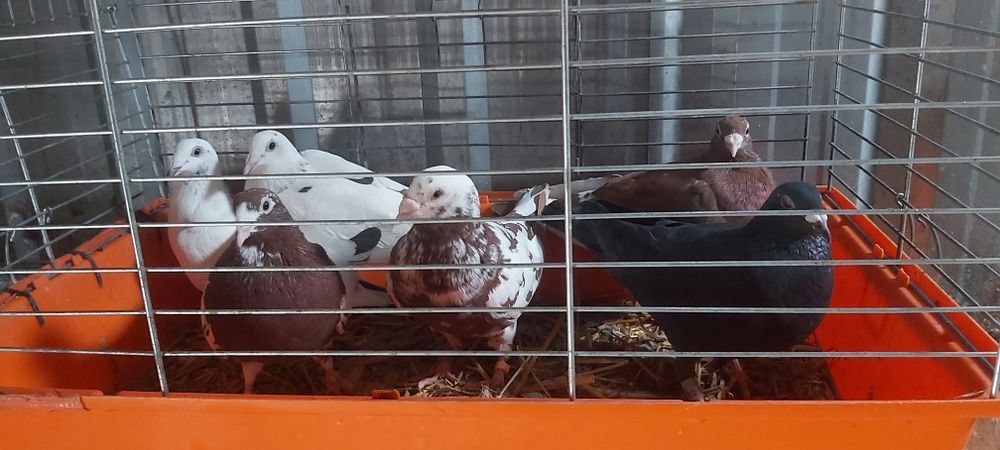 Gołębie Mulemansy Tygrysy Cena Za Sztukę