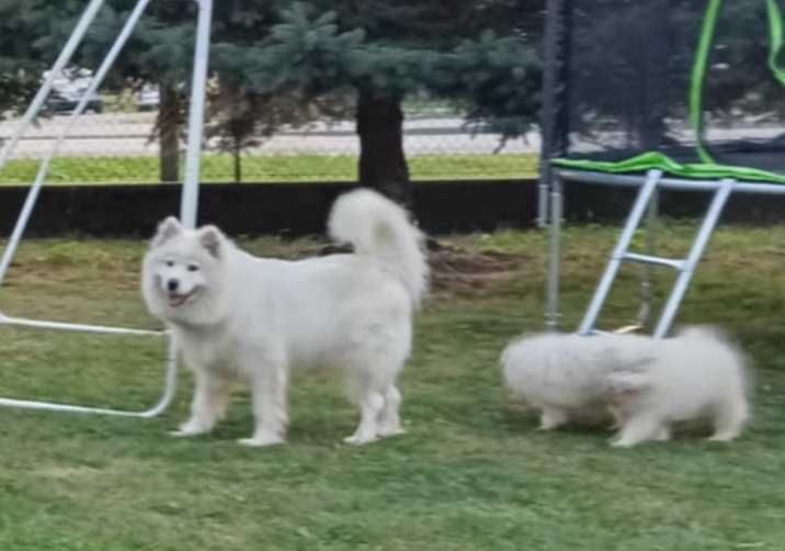 S A M O J E D, Samoyed