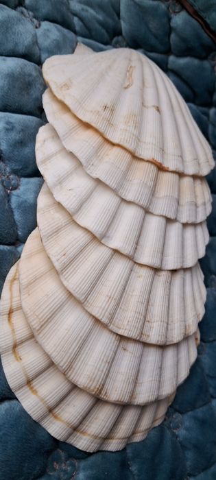Ракушка 10×10см 6шт