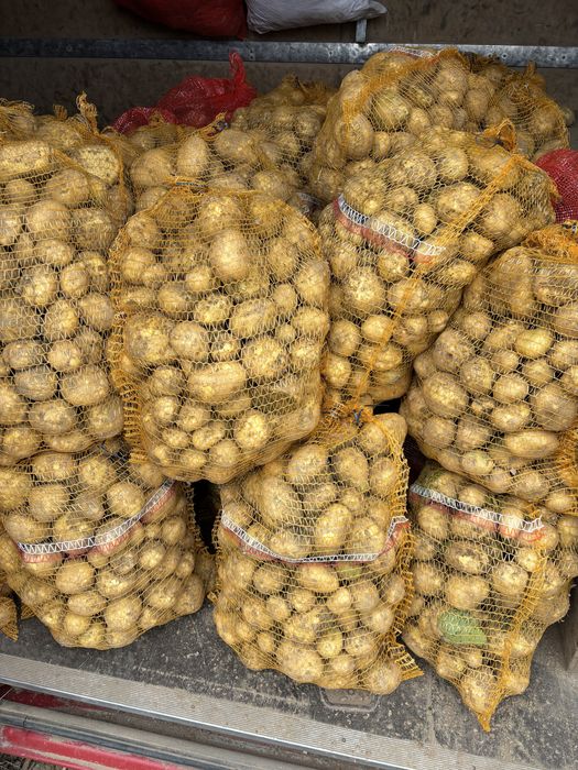 Młode Ziemniaki  odmiany Vineta