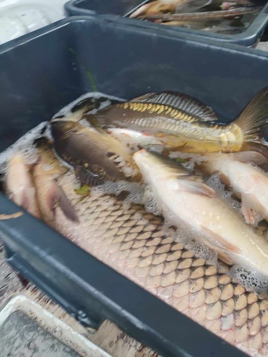 karaś japoniec kroczek szczupak karp lin amur