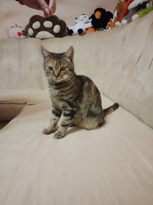 Кошечка в добрі руки чотири місяці