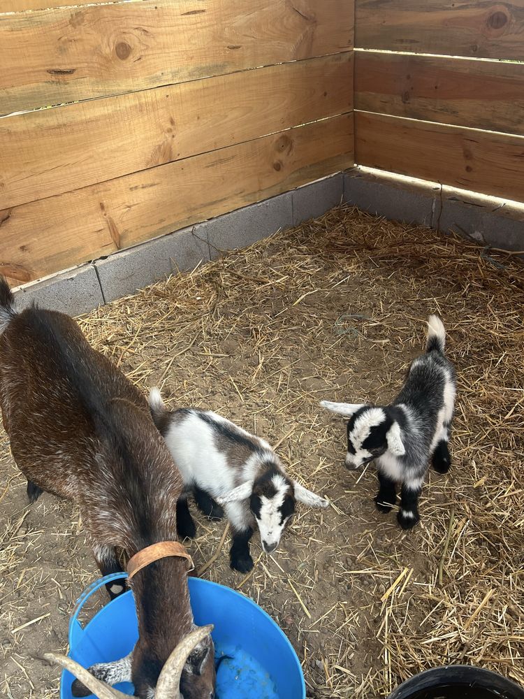 Casal cabras anãs