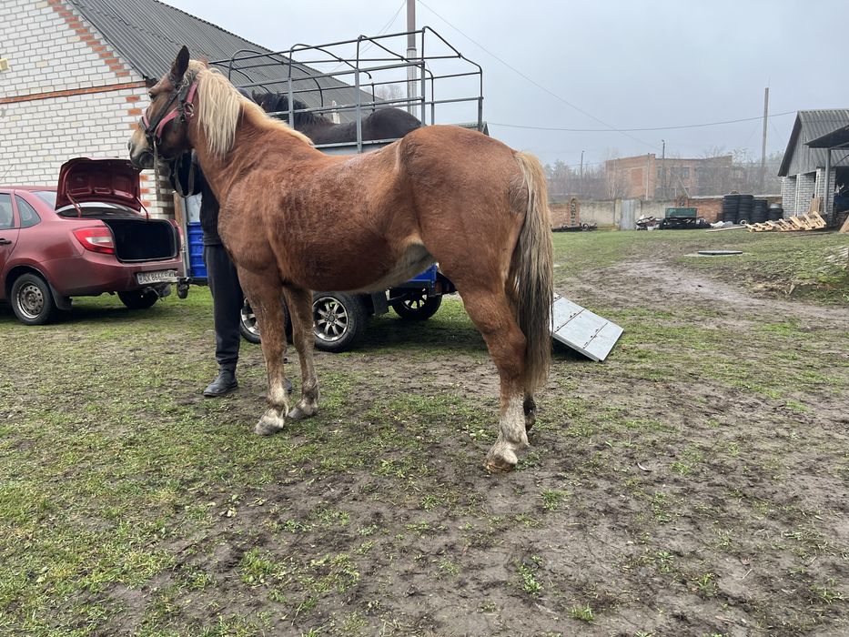 Продам рабочую лошадь