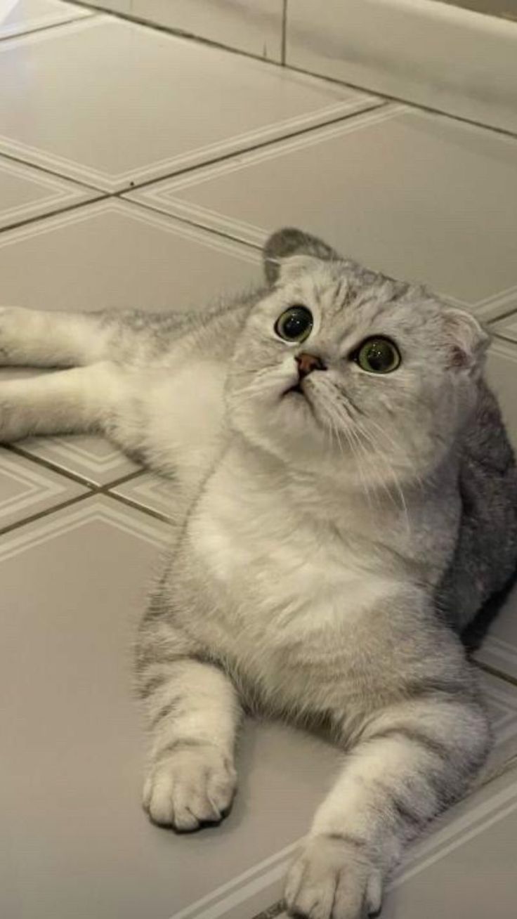 Присмотр за кошками и котиками. Одесса. 
Персональная котоняня