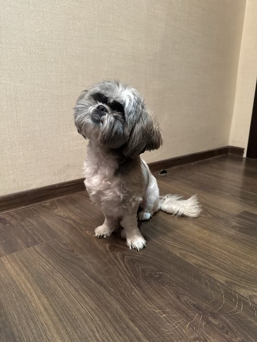 Продам собачку ши-тцу