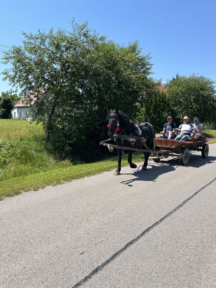 Kobyła 13 lat kara