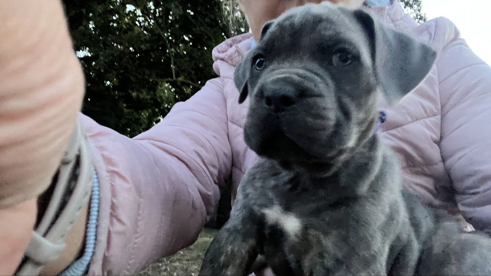 Cane corso italiano