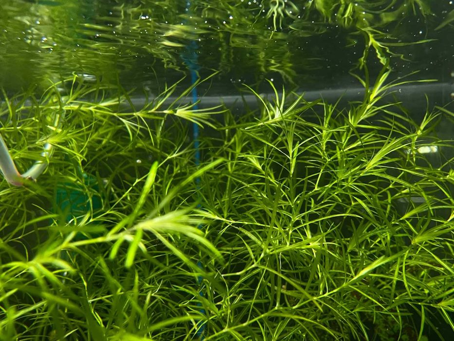 Plantas de aquário de fácil manutenção