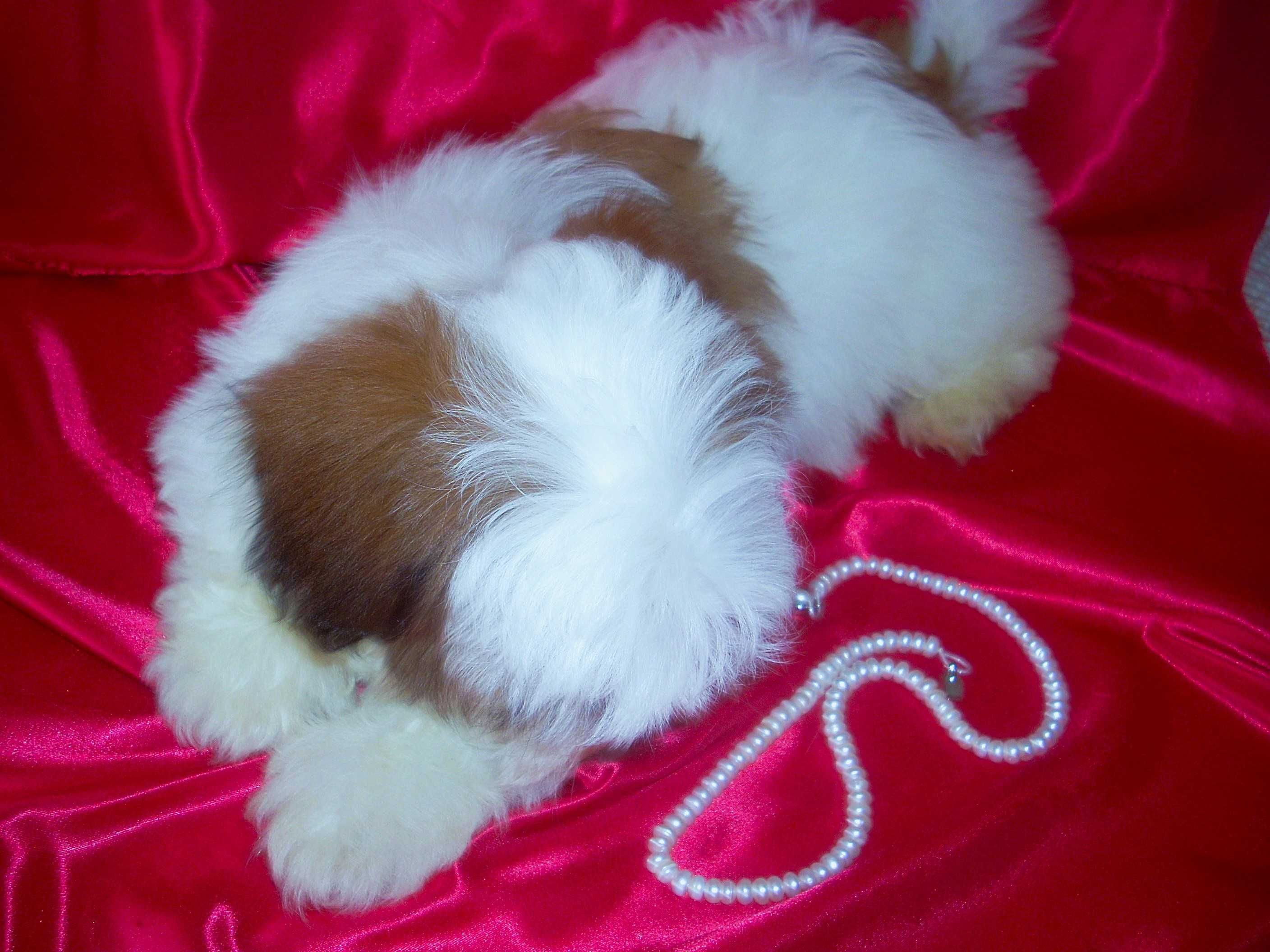 shih tzu, Shitsu piekny, odchowany piesek 2x zaszczepiony. okazja